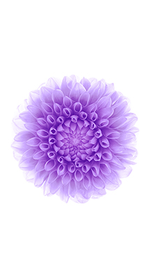 Fondo-Pantalla-iPhone-6-flor-violeta-min